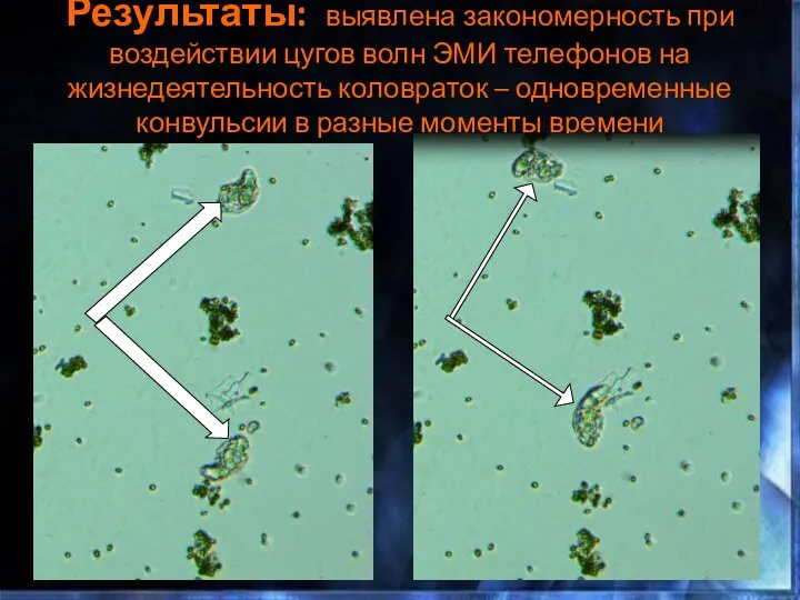 Результаты: выявлена закономерность при воздействии цугов волн ЭМИ телефонов на жизнедеятельность