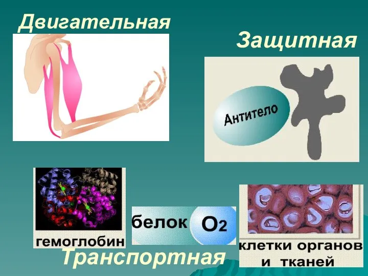 Защитная Двигательная Транспортная