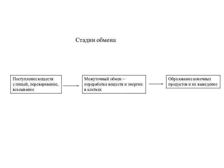 Стадии обмена Поступление веществ с пищей, переваривание, всасывание Межуточный обмен –