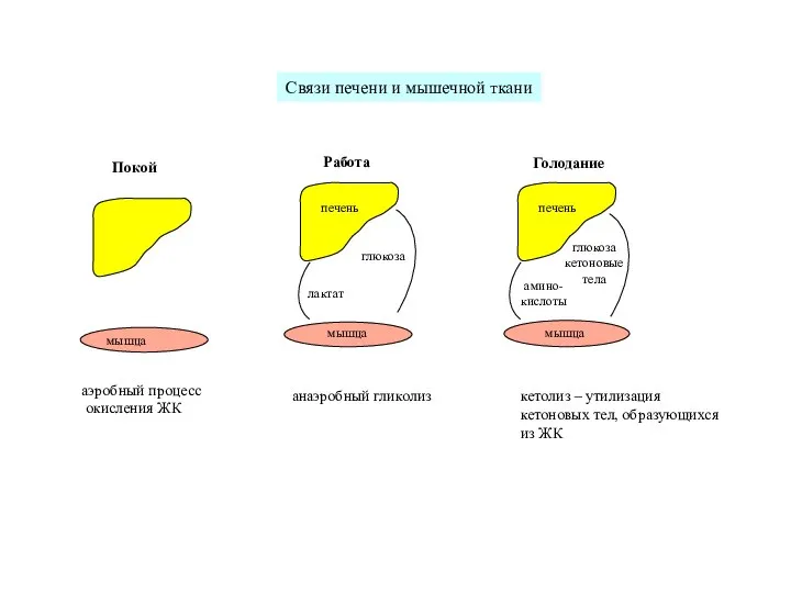 аэробный процесс окисления ЖК анаэробный гликолиз кетолиз – утилизация кетоновых тел, образующихся из ЖК