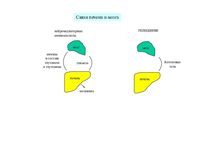 печень мозг глюкоза аммиак в составе глутамата и глутамина мочевина Связи