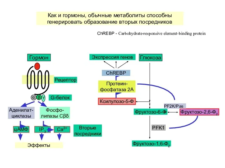 Аденилат-циклазы цАМФ Фосфо-липазы Cβδ IP3 Ca2+ Эффекты Гормон G-белок Рецептор Вторые