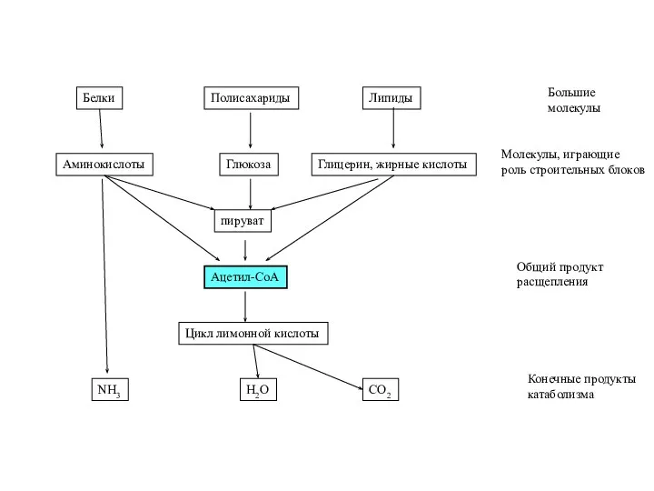Белки Полисахариды Липиды Большие молекулы Аминокислоты Глюкоза Глицерин, жирные кислоты Молекулы,