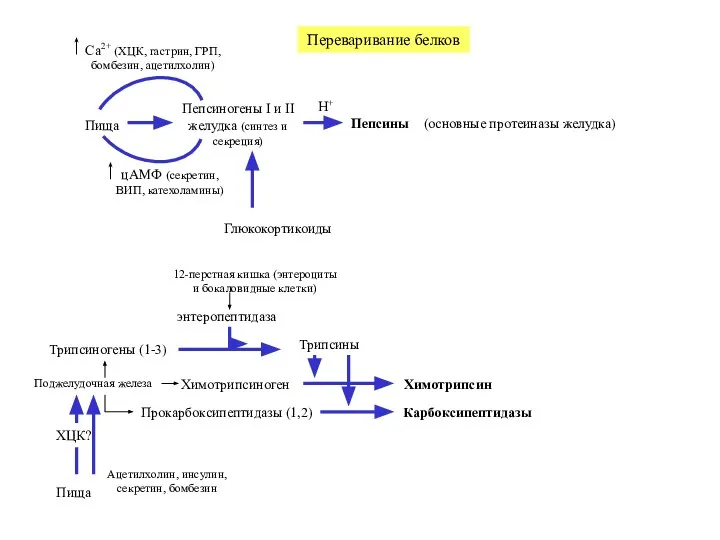 Переваривание белков Пища Пепсиногены I и II желудка (синтез и секреция)