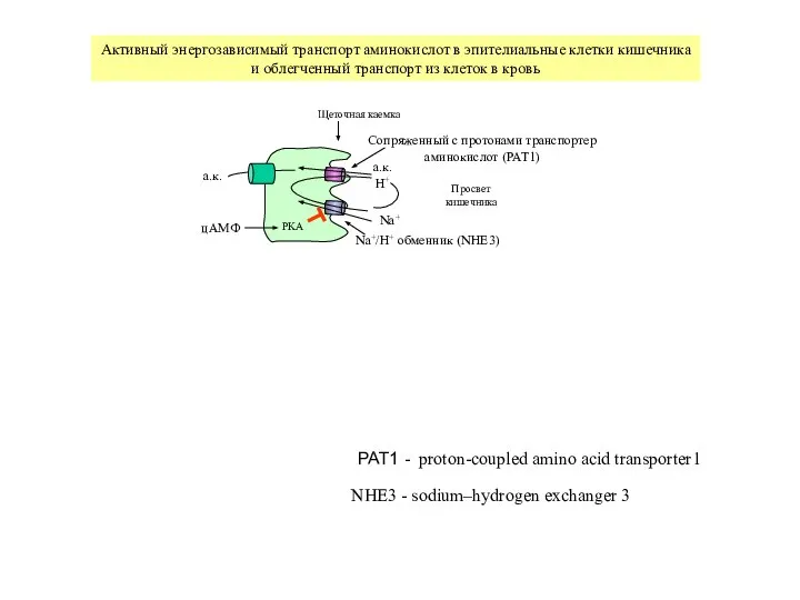 Щеточная каемка Просвет кишечника Na+/H+ обменник (NHE3) Сопряженный с протонами транспортер