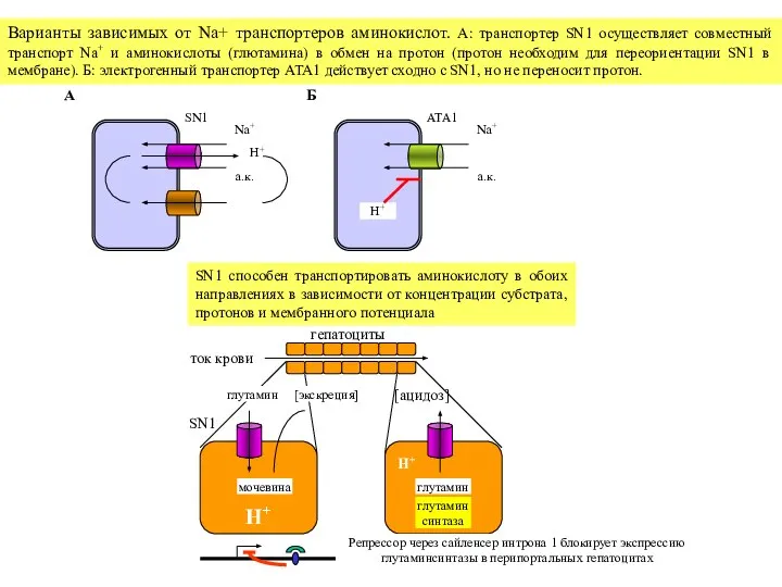 SN1 Na+ H+ а.к. A ATA1 Na+ H+ а.к. Б Варианты