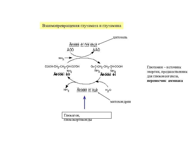 Взаимопревращения глутамата и глутамина цитозоль митохондрии Глюкагон, глюкокортикоиды Глютамин – источник