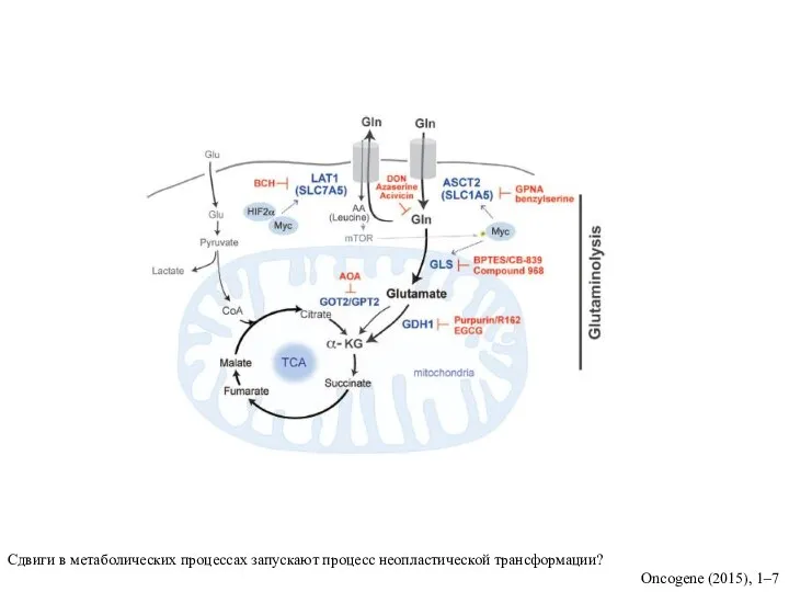 Сдвиги в метаболических процессах запускают процесс неопластической трансформации? Oncogene (2015), 1–7