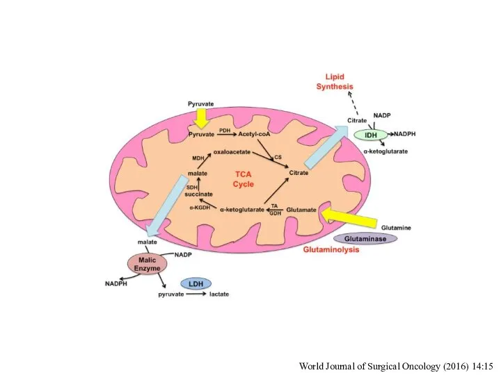 World Journal of Surgical Oncology (2016) 14:15