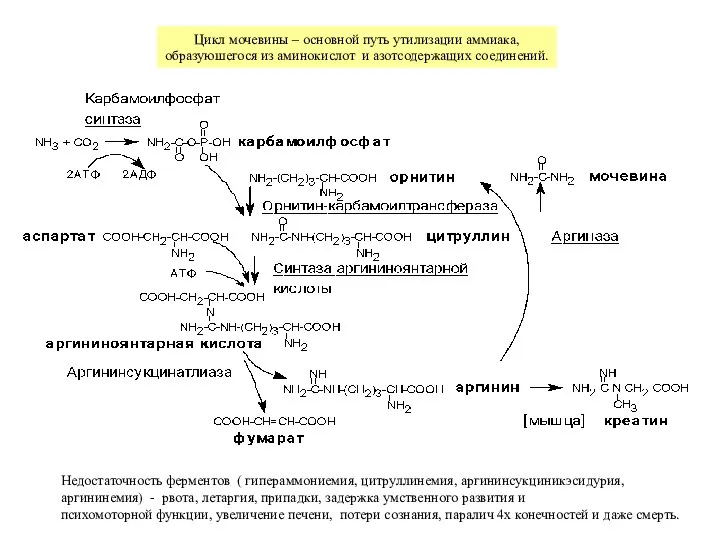 Недостаточность ферментов ( гипераммониемия, цитруллинемия, аргининсукциникэсидурия, аргининемия) - рвота, летаргия, припадки,