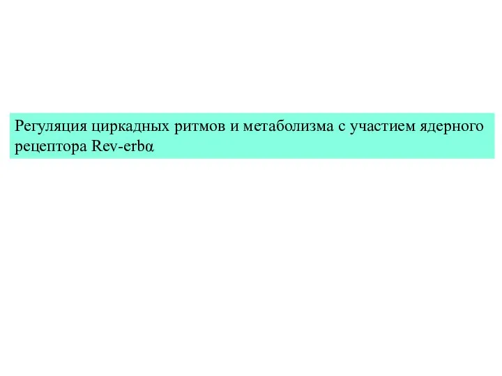 Регуляция циркадных ритмов и метаболизма с участием ядерного рецептора Rev-erbα