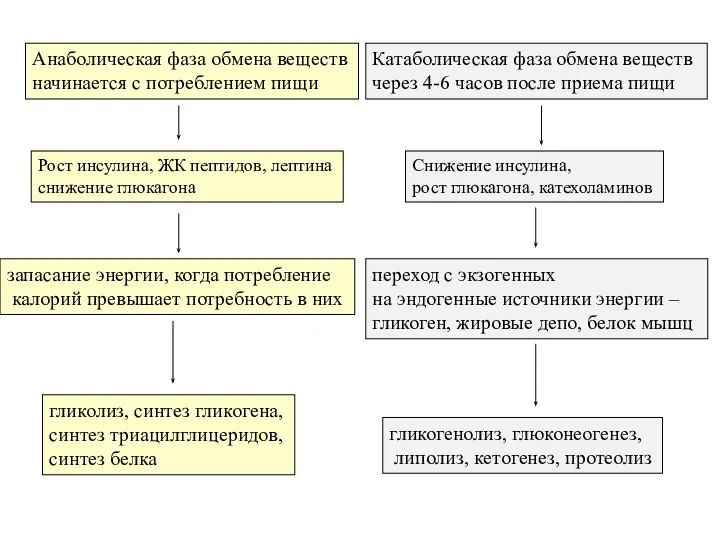 Анаболическая фаза обмена веществ начинается с потреблением пищи Катаболическая фаза обмена