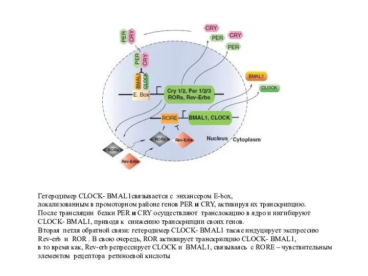 Гетеродимер CLOCK- BMAL1связывается с энхансером E-box, локализованным в промоторном районе генов