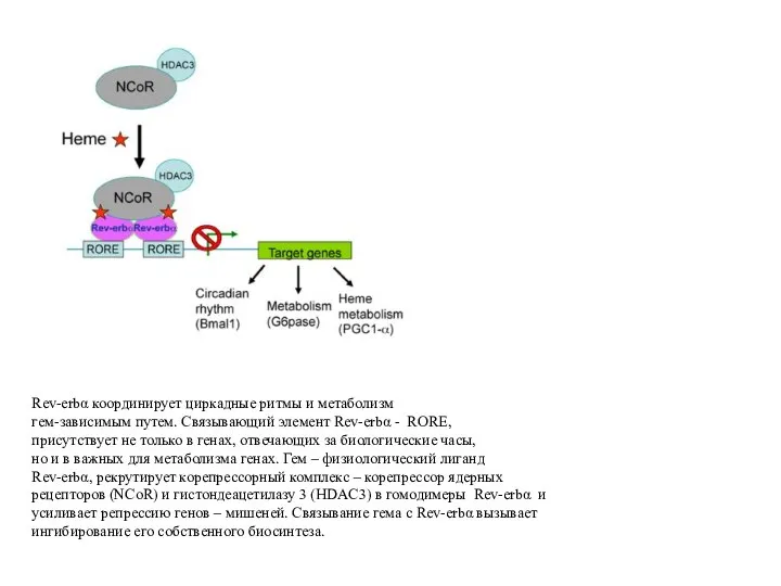 Rev-erbα координирует циркадные ритмы и метаболизм гем-зависимым путем. Связывающий элемент Rev-erbα