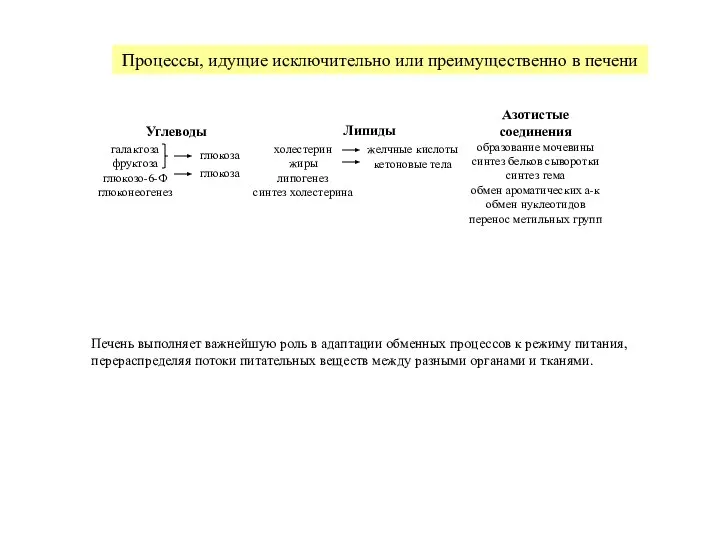 Печень выполняет важнейшую роль в адаптации обменных процессов к режиму питания,