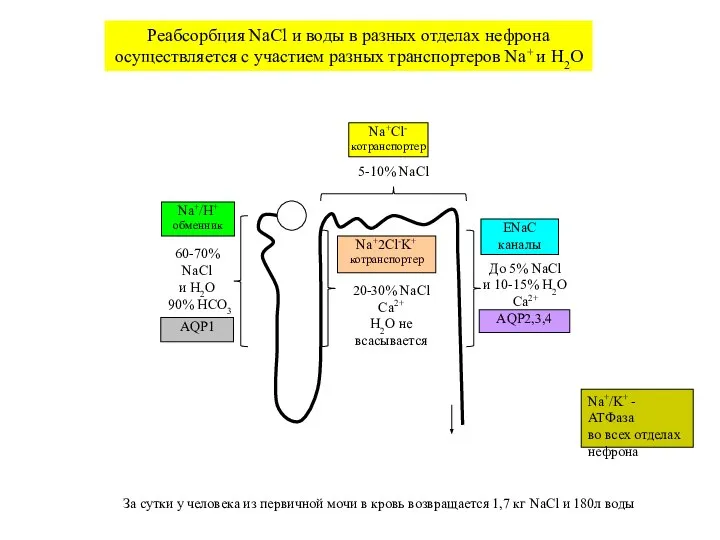 60-70% NaCl и H2O Na+2Cl-K+ котранспортер Na+/H+ обменник 20-30% NaCl Ca2+