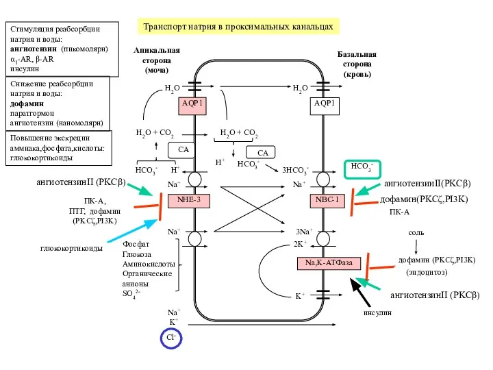 Транспорт натрия в проксимальных канальцах H2O H2O AQP1 AQP1 H+ Na+