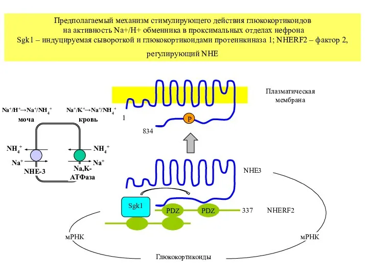Предполагаемый механизм стимулирующего действия глюкокортикоидов на активность Na+/H+ обменника в проксимальных