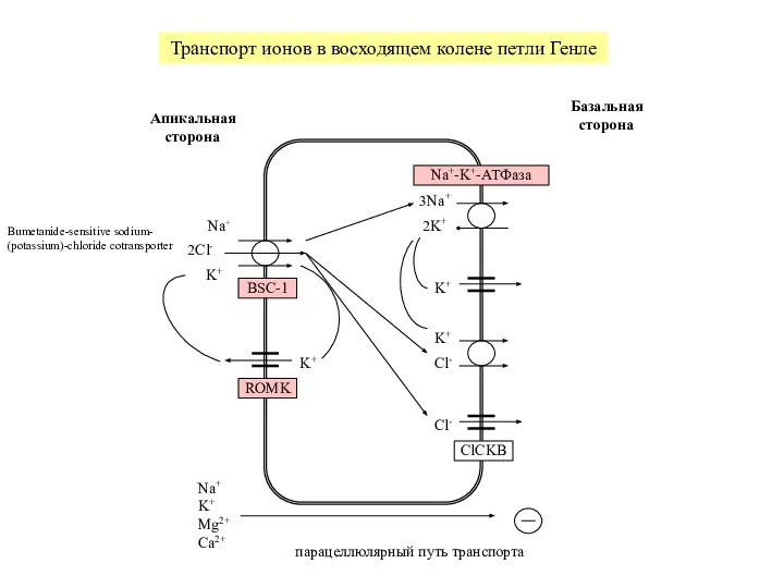 Транспорт ионов в восходящем колене петли Генле Na+-K+-АТФаза 3Na+ 2K+ K+