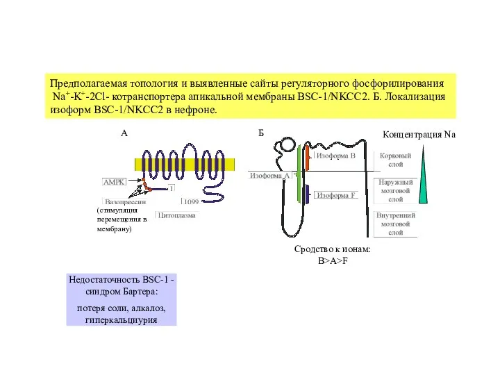 Предполагаемая топология и выявленные сайты регуляторного фосфорилирования Na+-K+-2Cl- котранспортера апикальной мембраны