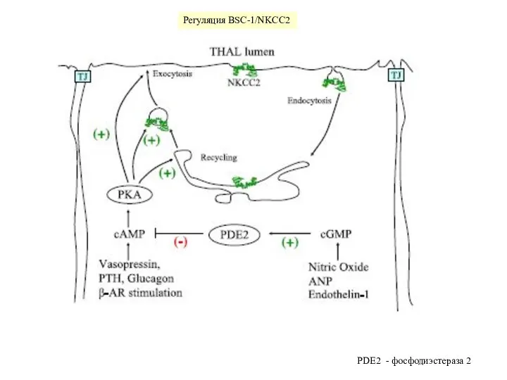 PDE2 - фосфодиэстераза 2 Регуляция BSC-1/NKCC2