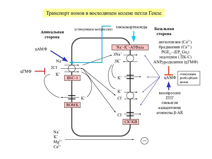 Транспорт ионов в восходящем колене петли Генле Na+-K+-АТФаза 3Na+ 2K+ K+