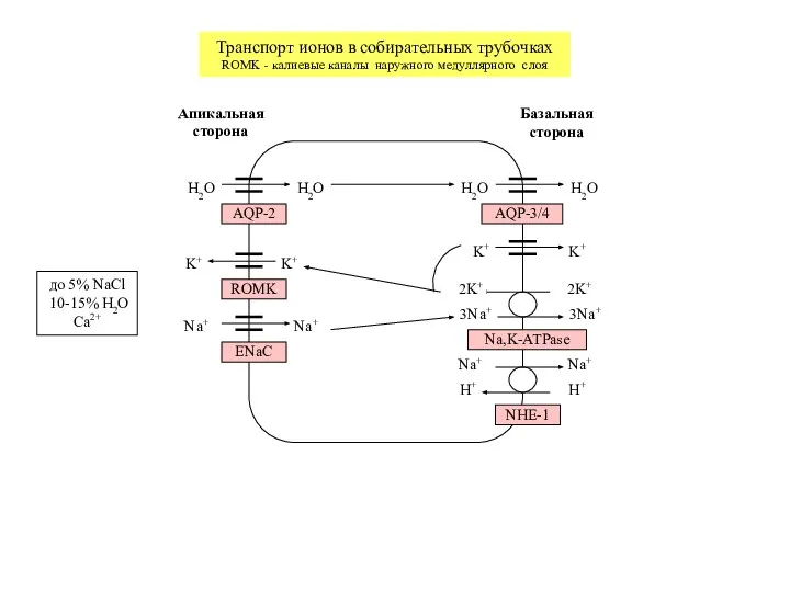 Транспорт ионов в собирательных трубочках ROMK - калиевые каналы наружного медуллярного