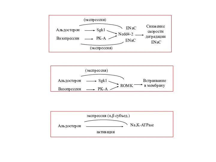 Альдостерон Sgk1 ENaC Вазопрессин PK-A Снижение скорости деградации (экспрессия) Nedd4-2 ENaC (экспрессия) ENaC