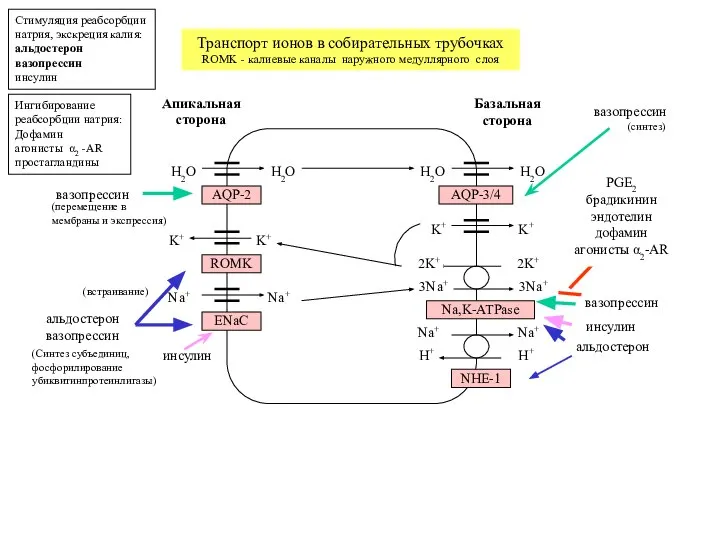 Транспорт ионов в собирательных трубочках ROMK - калиевые каналы наружного медуллярного