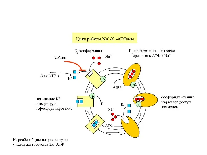 Цикл работы Na+-K+-АТФазы K+ Na+ P Na+ K+ АТФ АДФ E2