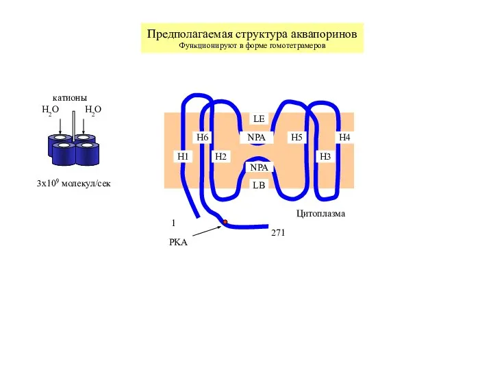 Предполагаемая структура аквапоринов Функционируют в форме гомотетрамеров 1 PKA Цитоплазма H1