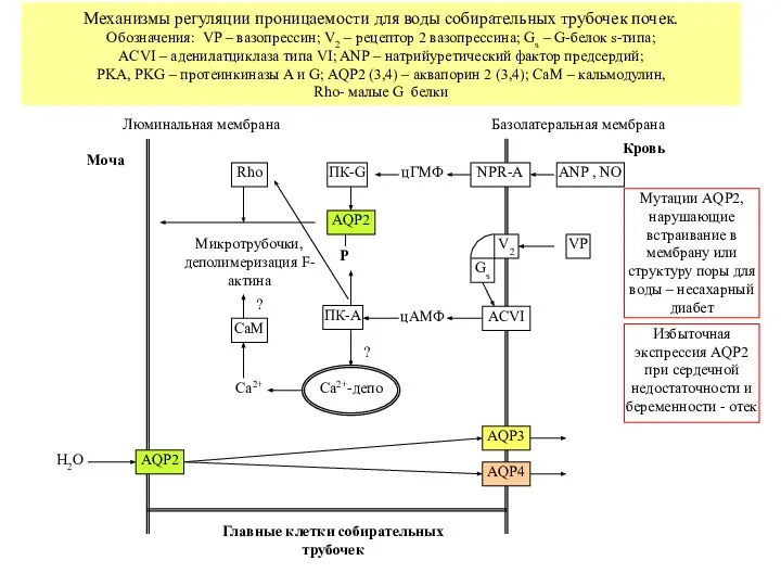 Базолатеральная мембрана Кровь V2 VP Gs ACVI цАМФ ПК-A Ca2+-депо Ca2+