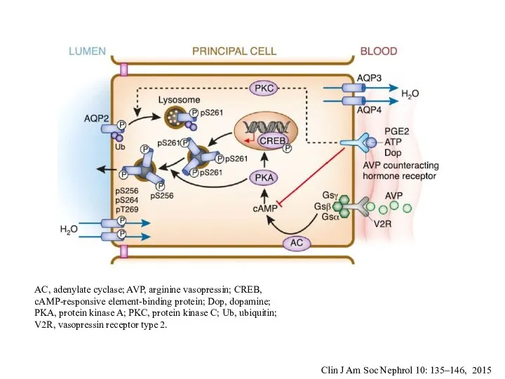 Clin J Am Soc Nephrol 10: 135–146, 2015 AC, adenylate cyclase;