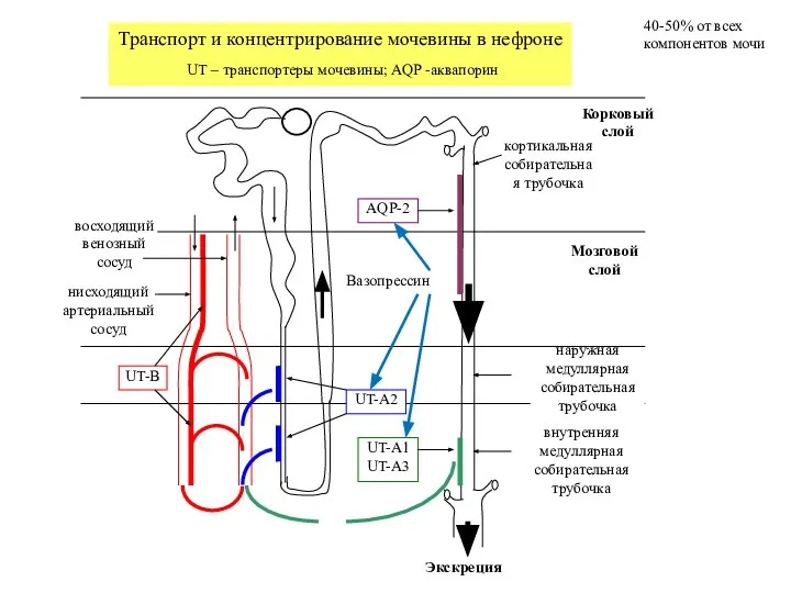 Корковый слой кортикальная собирательная трубочка наружная медуллярная собирательная трубочка внутренняя медуллярная