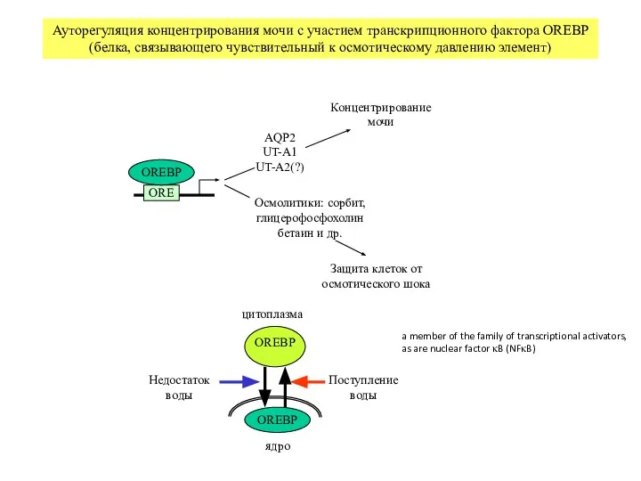 ORE Осмолитики: сорбит, глицерофосфохолин бетаин и др. Защита клеток от осмотического