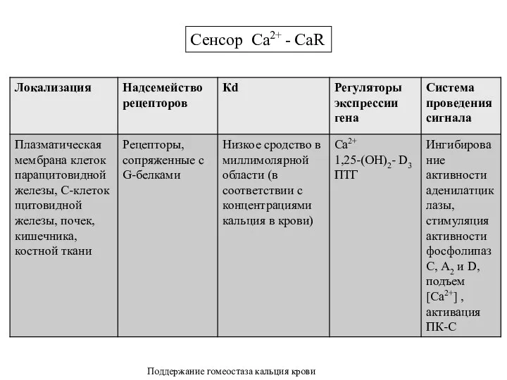 Сенсор Са2+ - CaR Поддержание гомеостаза кальция крови