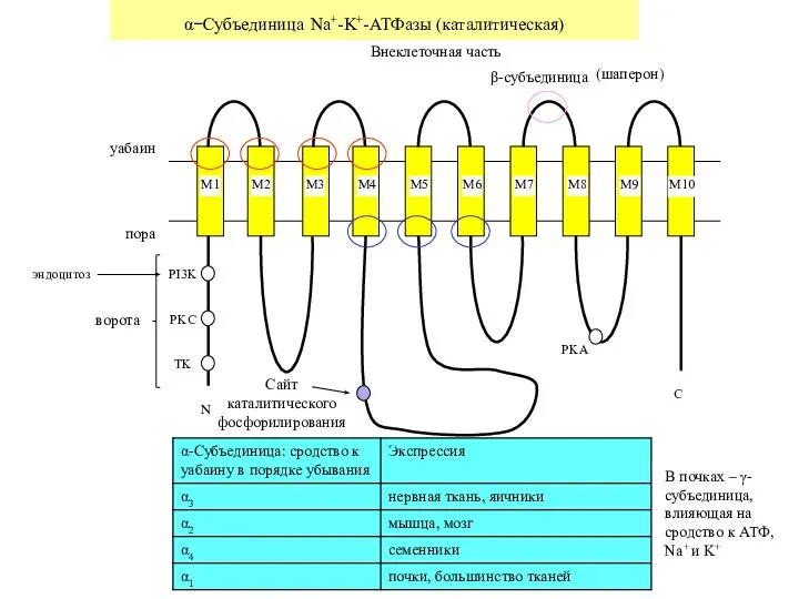 α−Субъединица Na+-K+-АТФазы (каталитическая) M1 M2 M3 M4 M5 M6 M7 M8