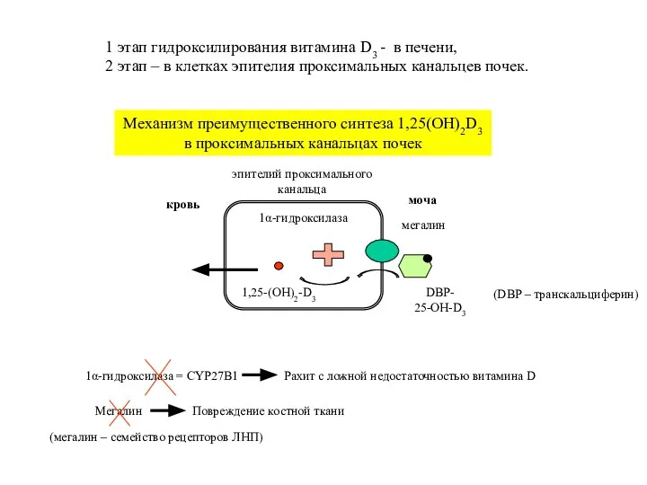 Механизм преимущественного синтеза 1,25(OH)2D3 в проксимальных канальцах почек 1α-гидроксилаза = CYP27B1