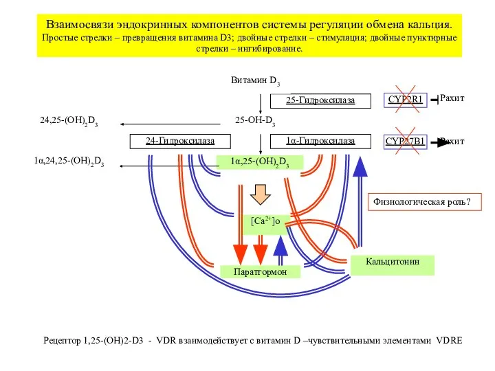 1α-Гидроксилаза 25-OH-D3 1α,25-(OH)2D3 24-Гидроксилаза 24,25-(OH)2D3 1α,24,25-(OH)2D3 25-Гидроксилаза Витамин D3 [Ca2+]o Паратгормон