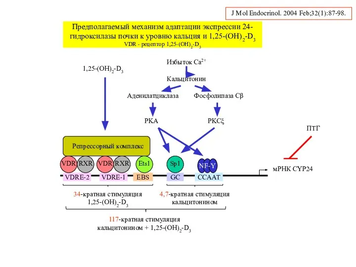 мРНК CYP24 VDRE-1 VDRE-2 EBS GC CCAAT Кальцитонин Аденилатциклаза Фосфолипаза Cβ