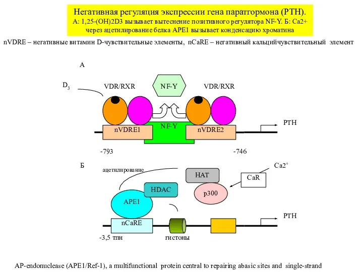 NF-Y nVDRE1 nVDRE2 -793 -746 PTH NF-Y VDR/RXR VDR/RXR А PTH