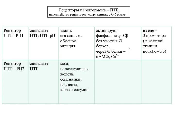 Рецепторы паратгормона – ПТГ, надсемейство рецепторов, сопряженных с G-белками