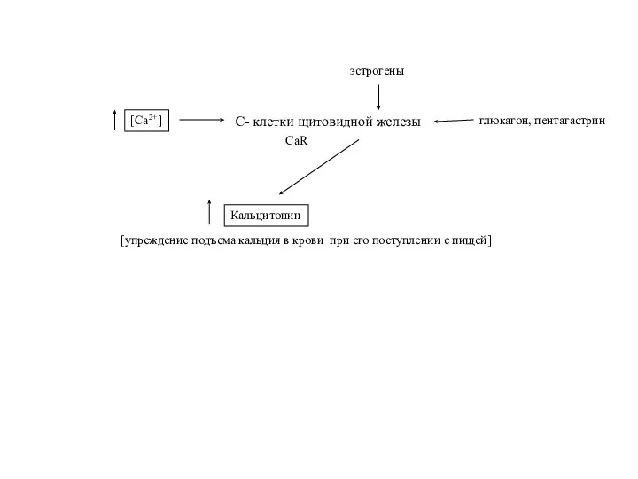 Кальцитонин С- клетки щитовидной железы глюкагон, пентагастрин [упреждение подъема кальция в