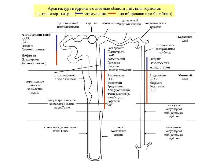Архитектура нефрона и основные области действия гормонов на транспорт натрия (