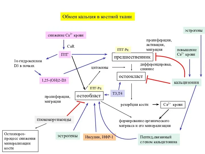 Обмен кальция в костной ткани остеобласт предшественник остеокласт пролиферация, активация, миграция