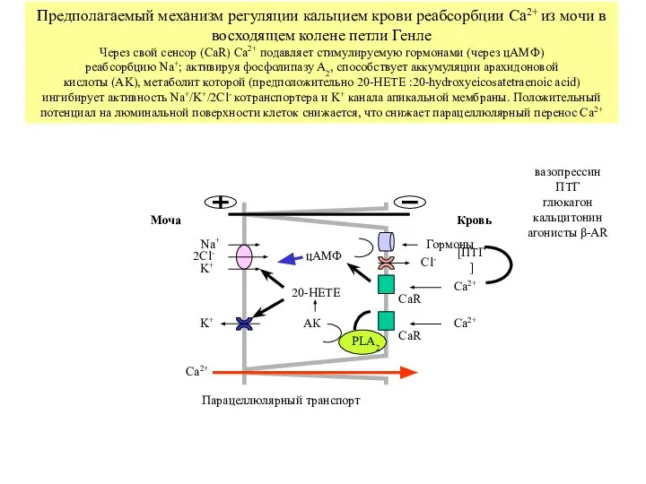 Ca2+ Гормоны цАМФ CaR CaR Ca2+ Ca2+ АК 20-HETE Cl- 2Cl-