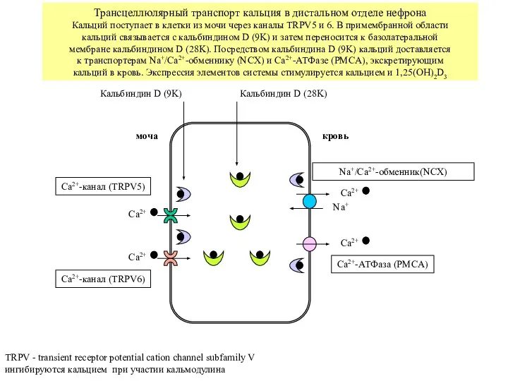 Трансцеллюлярный транспорт кальция в дистальном отделе нефрона Кальций поступает в клетки