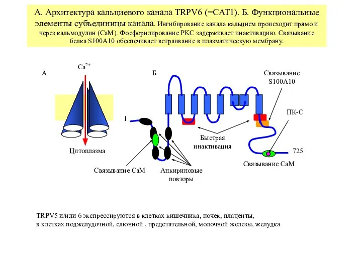 А. Архитектура кальциевого канала TRPV6 (=CAT1). Б. Функциональные элементы субъединицы канала.