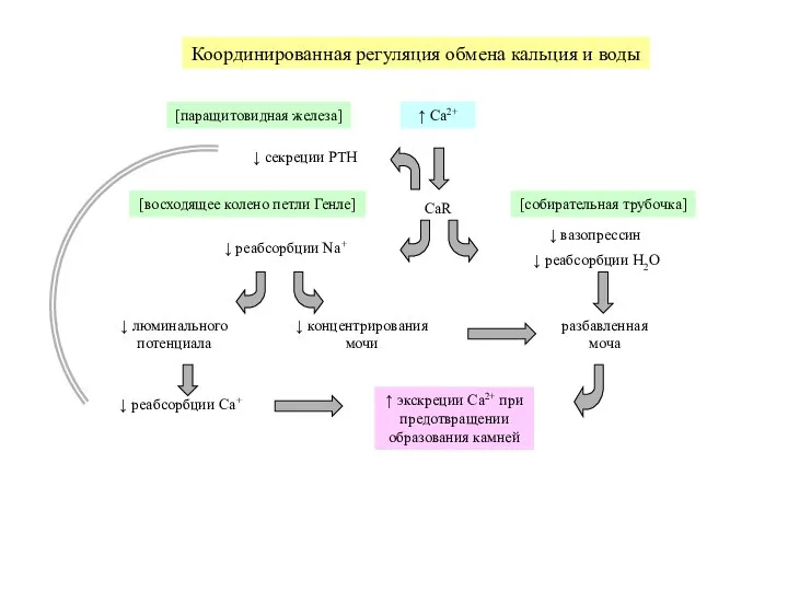 ↑ Ca2+ CaR ↓ реабсорбции Na+ [восходящее колено петли Генле] [собирательная