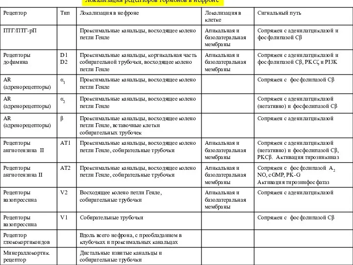 Локализация рецепторов гормонов в нефроне